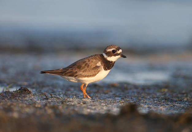 어린 일반 고리 물떼새 또는 고리 물떼새 Charadrius hiaticula는 짠 강어귀 해안의 부드러운 아침 햇살 아래에서 촬영됩니다.