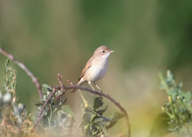 young common whitethroat close-up on tree branch and in dense grass