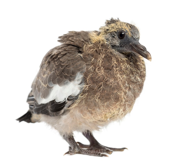 Young Common Wood Pigeon, Columba palumbus against white space