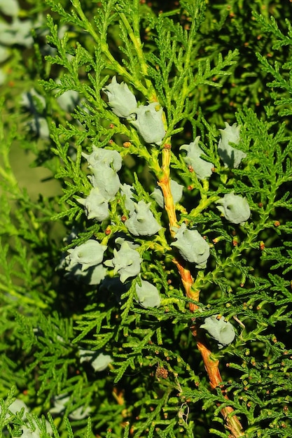 어린 콘은 thuja 나무에서 자랍니다.