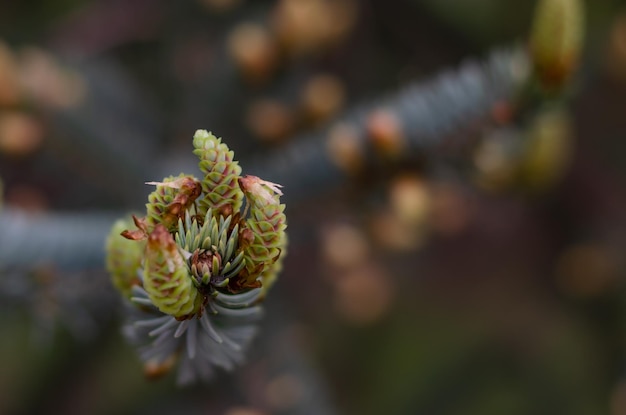 Young cones on a pine branch