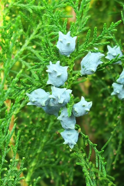 young cones on a thuja tree