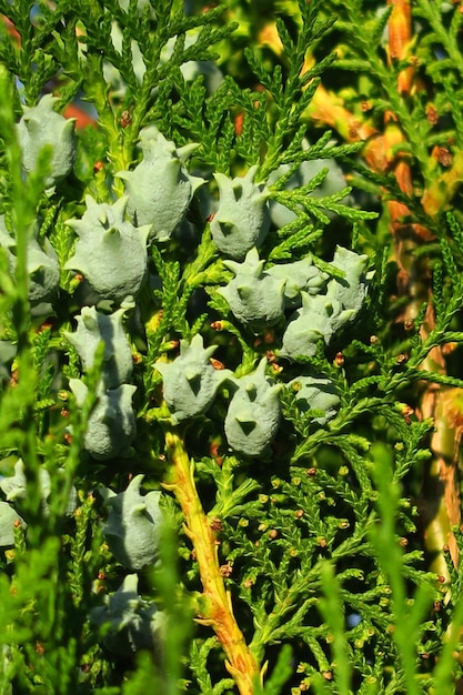 Young cones on a thuja tree