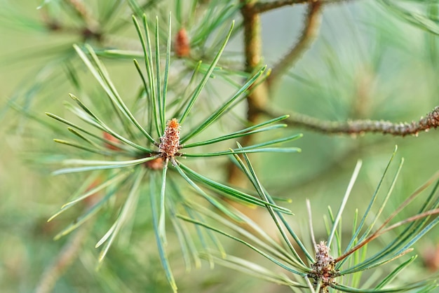 Young coniferous cone buds growing on pine tree branch in spring, shallow depth of field photo