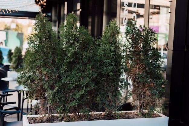 Young coniferous trees in the city on a flowerbed