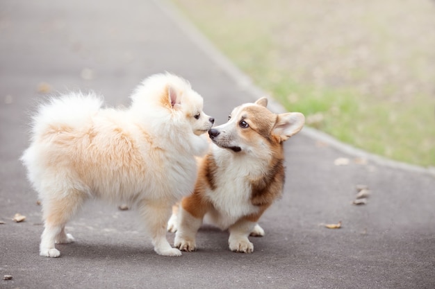 a young corgi dog walks with its owner in an autumn park