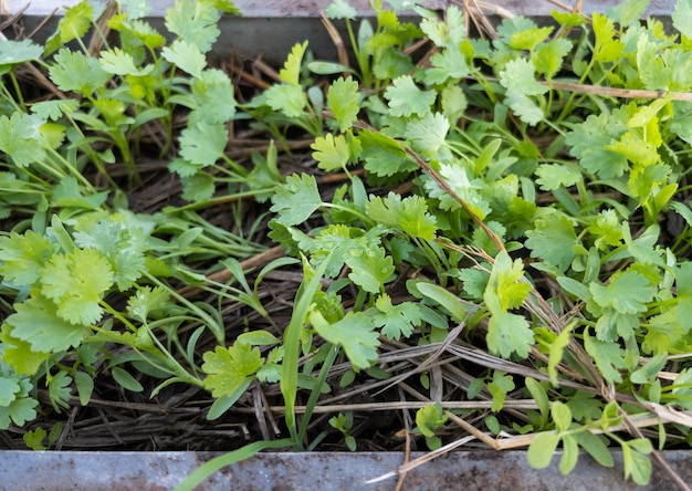 The young coriander is growing in the concrete pot