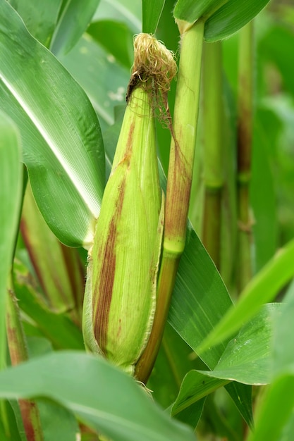 Young corn in the farm countryside agriculture