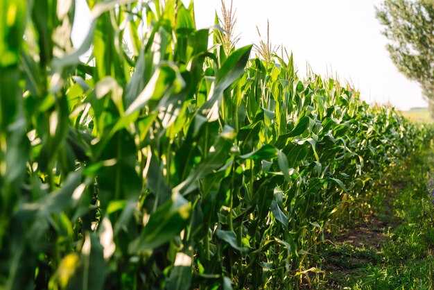 Young corn field at agriculture farm Agriculture organic gardening planting or ecology concept