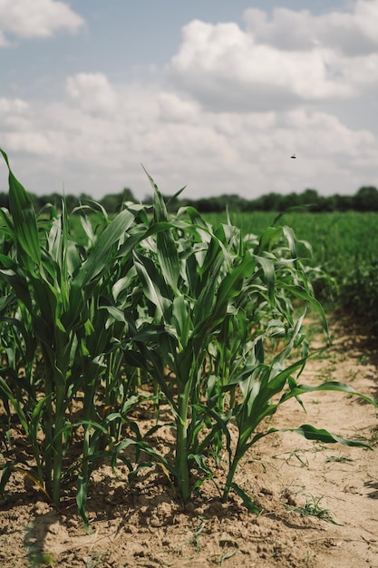 Young corn on the field early eco food Selective focus Agriculture scene