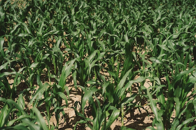 Young corn on the field early eco food Selective focus Agriculture scene