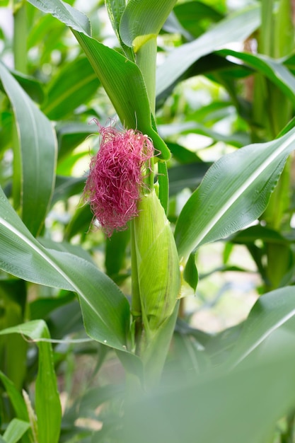 Young corn fruits on the corn field