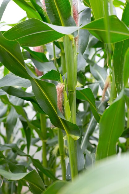 Young corn fruits on the corn field