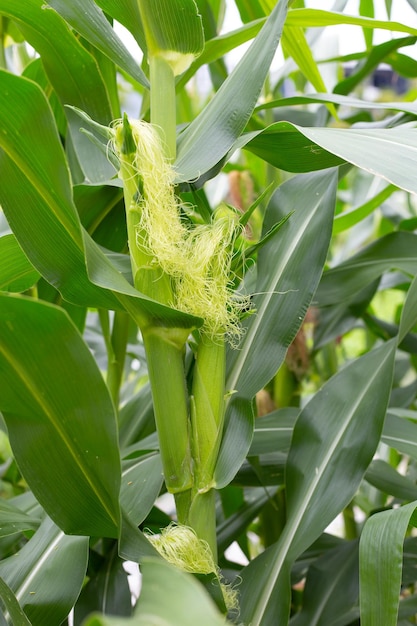 Young corn fruits on the corn field