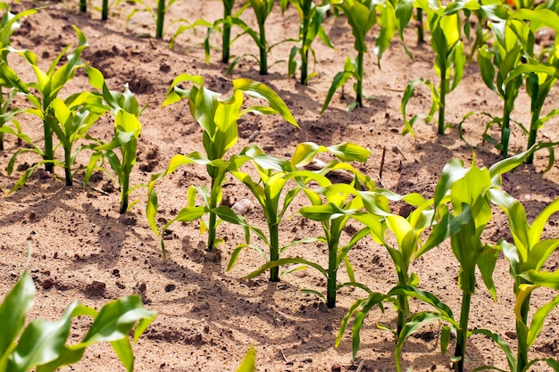 The young corn growing on an agricultural field