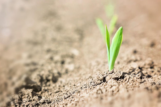 Фото Молодой росток кукурузы растет из земли.