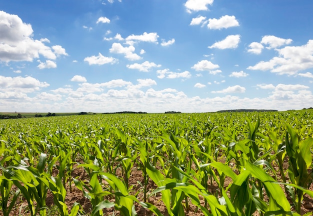 Young corn plants photographed close-up under the sky with clouds