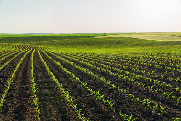 young corn sprouts grow in the field cultivation of corn plants corn grows in an industrial field