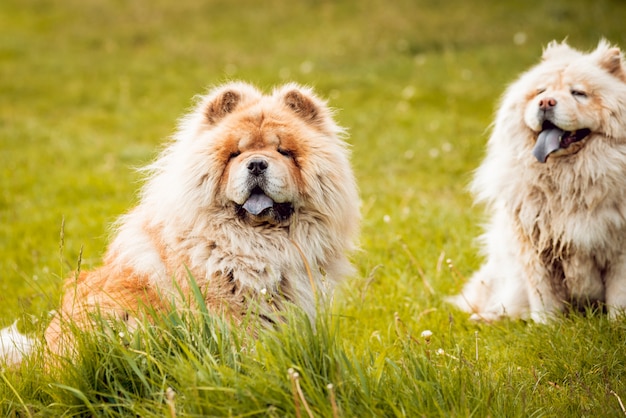 Young couple with the dogs in the park