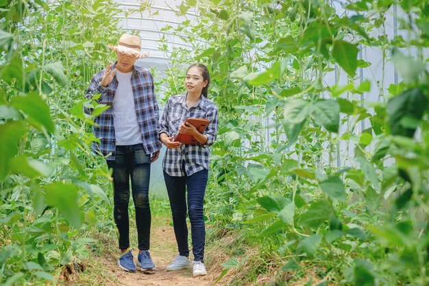 Young couples farmer gardening checking quality together in the long beans garden greenhouse