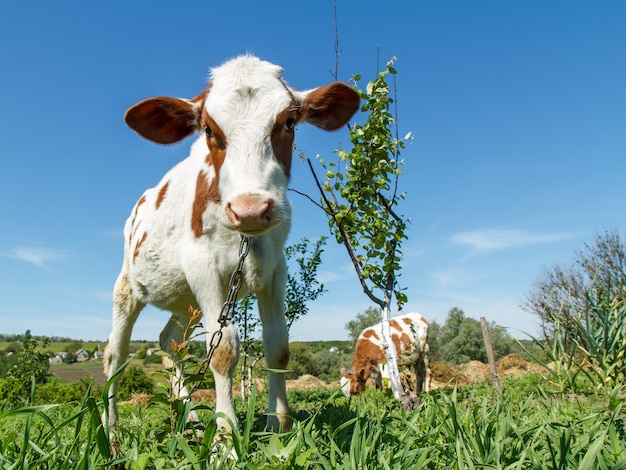 Young cow in bright sunlight