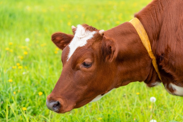 A young cow grazes in a meadow.