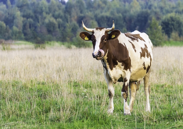 Young cow grazing on a green meadow