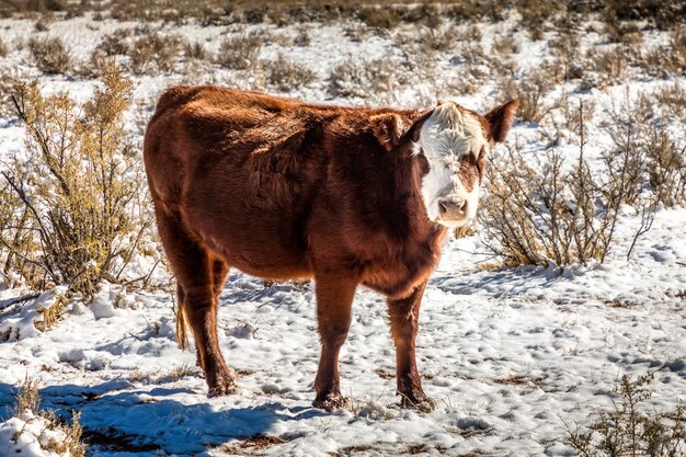 Young cow grazing on an open range in Utah, early winter