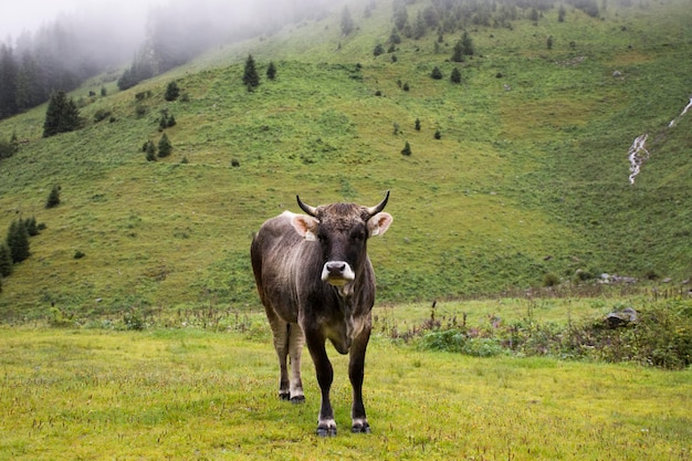 티롤 오스트리아(Tyrol Austria) 지역의 피츠탈 계곡(Pitztal Valley)과 카우네르탈 계곡(Kaunertal Valley) 및 인탈 계곡(Intal Valley) 근처의 카우너그라트 자연 공원에 있는 산 땅에서 어린 암소가 서서 음식 풀을 먹고 있습니다.