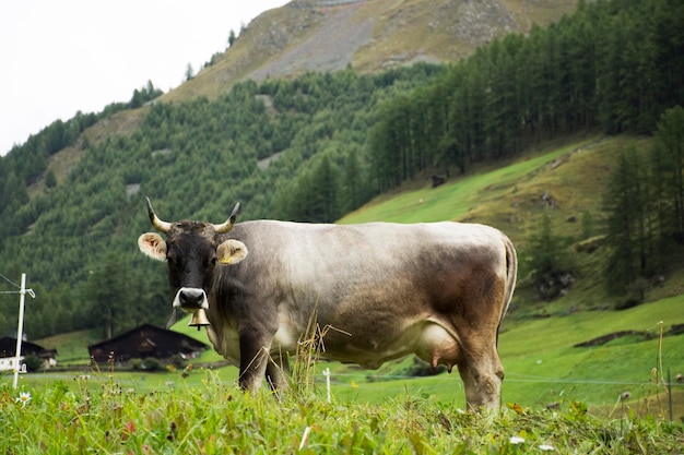 오스트리아 볼차노(Bolzano Austria)의 슈날스(Schnals) 시에 있는 외츠탈 알프스(otztal alps) 산의 땅에서 어린 암소가 서서 음식 풀을 먹고 있다