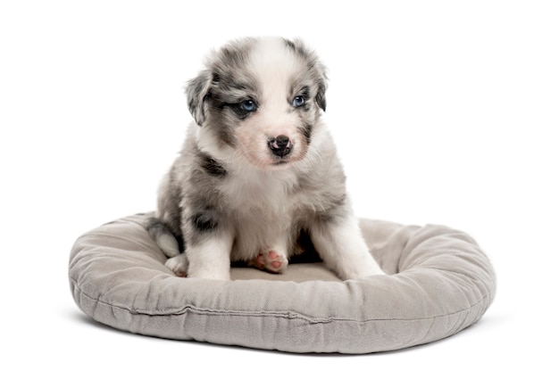 Young crossbreed puppy sitting in a crib isolated on white