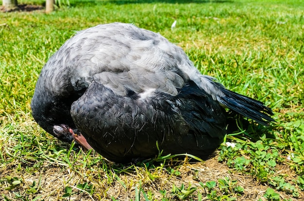 Young Crow Resting on the Soil