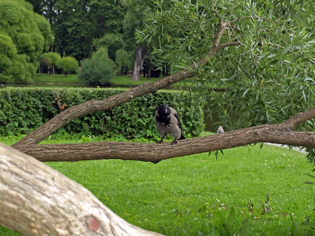 A young crow on a willow branch in the park