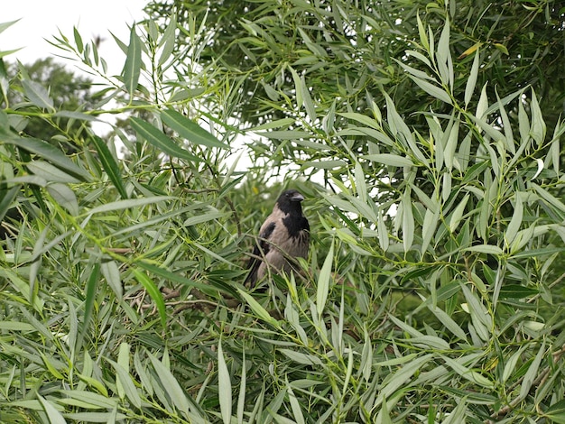 公園の柳の枝に若いカラス