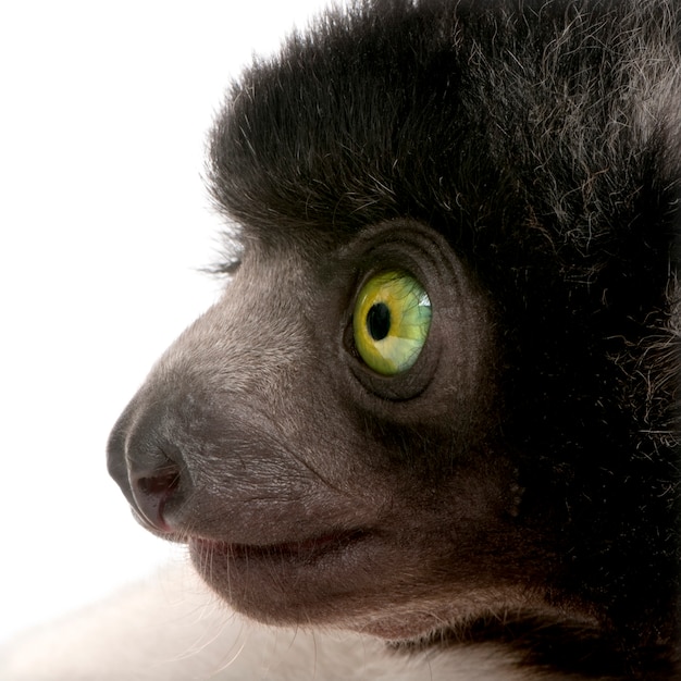 Foto giovane incoronata sifaka - propithecus coronatus su un bianco isolato (specie endemica del madagascar)