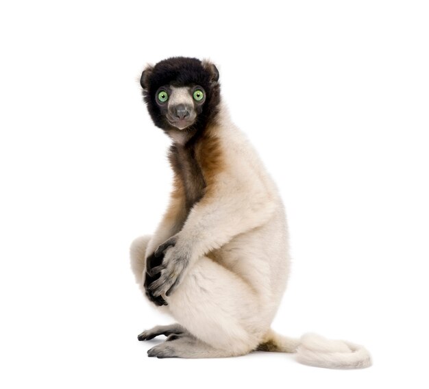 Young Crowned Sifaka, Propithecus Coronatus