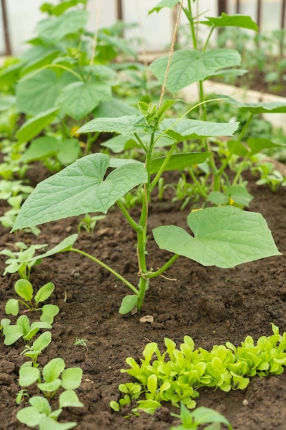 Young cucumber bushes grow in a greenhouse. Garter cucumbers with twine