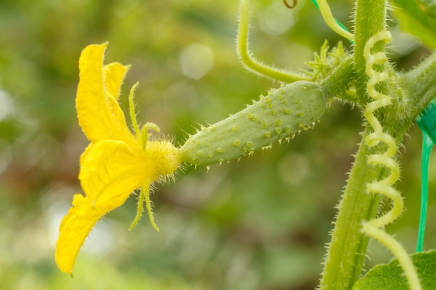 自然なぼやけた背景を持つ庭の花と茂みのキュウリで育つ若いキュウリ