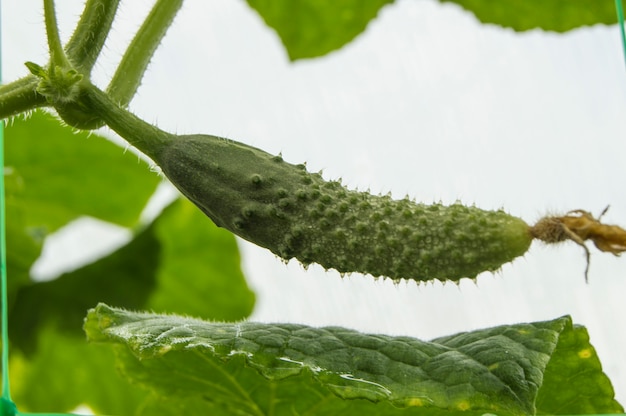 Young cucumber hanging on the plant, growing healthy vegetables in the greenhouse