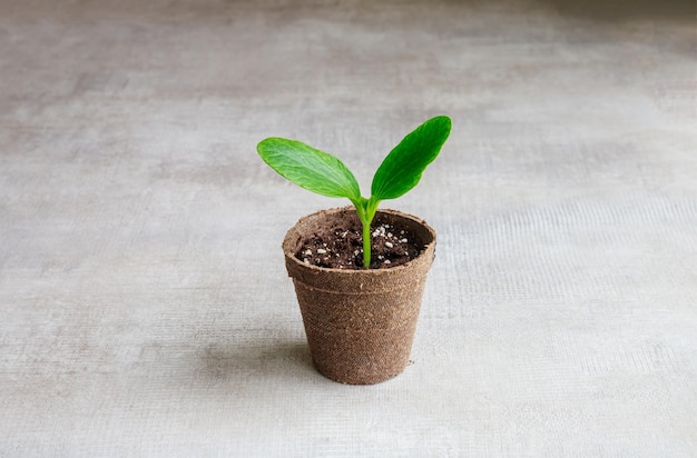 Young cucumber plant seedlings growing in a pot