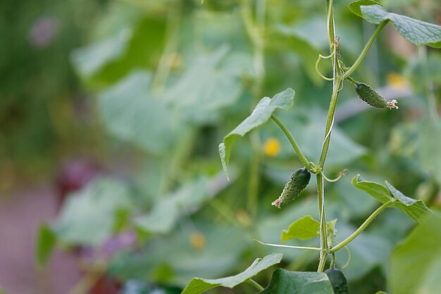 Young cucumbers on a green branch