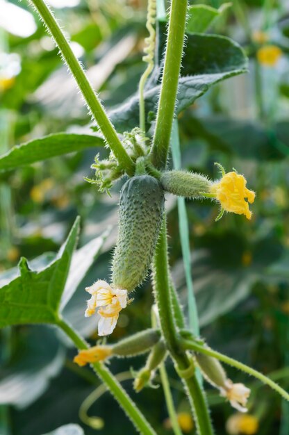 温室で若いキュウリ。葉の間の小さなキュウリ。花と果物。農作物の栽培。