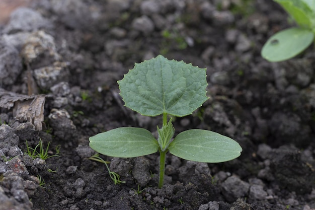 温室で育つ若いキュウリgardenbadのキュウリ植物