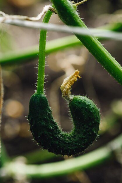 Young Cucumbers Growing In Hothouse