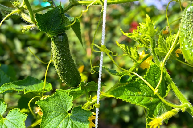 Young cucumbers with yellow flowers in the garden close-up on a background of green leaves. Young cucumbers on a branch in a greenhouse. Growing cucumbers.