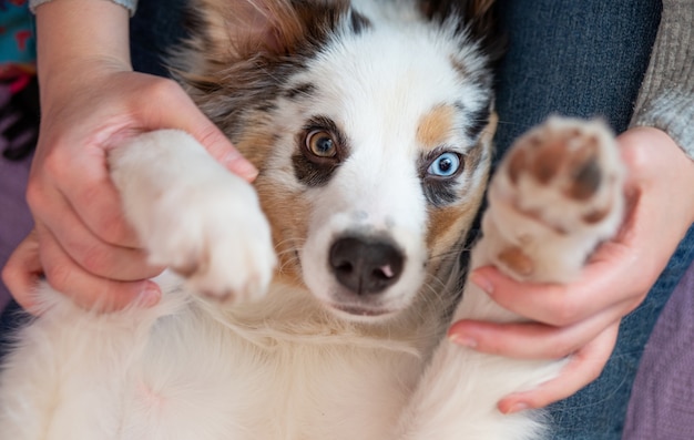 さまざまな色の目が逆さまに横たわっている若いかわいいオーストラリアンシェパードメルル犬。クローズアップの肖像画。