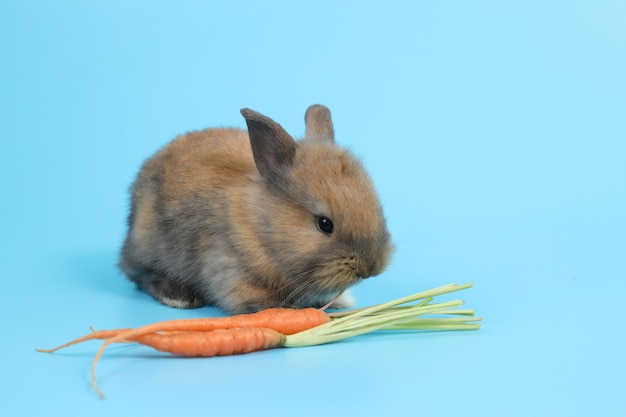 Young cute brown easter bunny rabbit with carrots 