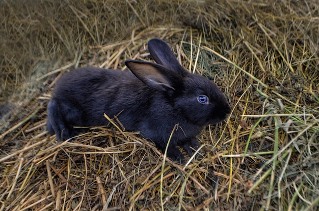 Young cute bunny with fluffy hair black little rabbit on a dry\
grass or straw