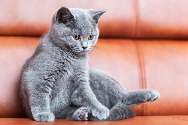 Photo young cute cat resting on leather sofa the british shorthair pedigreed kitten with blue gray fur