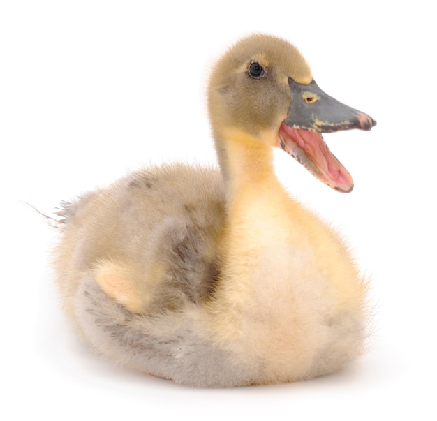 Young cute duckling